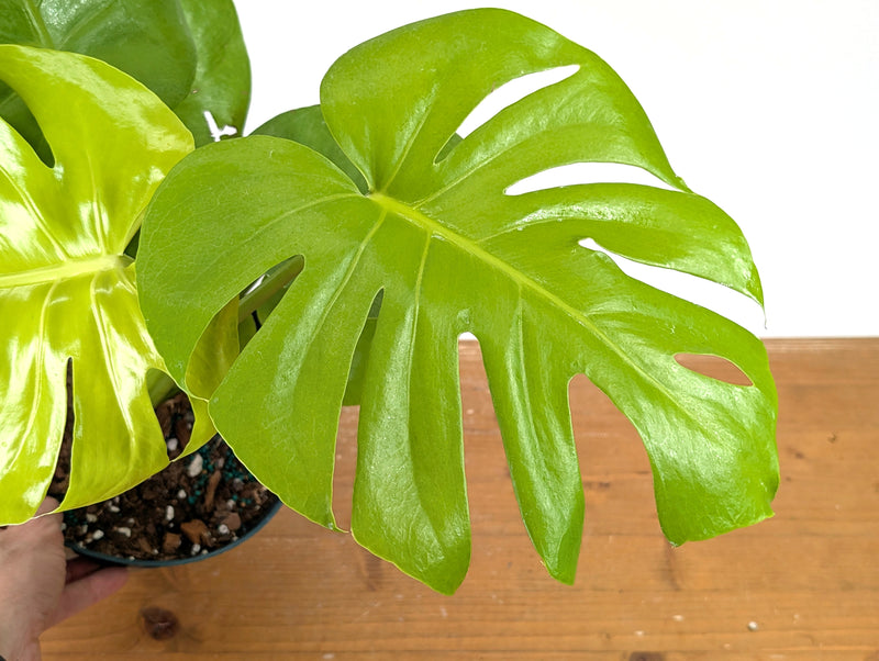 Monstera Lemon Lime - XL Mature 8 Inch Pot - Exact Plant #13A