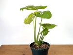 Monstera Lemon Lime - XL Mature 8 Inch Pot - Exact Plant #13A