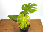 Monstera Lemon Lime - XL Mature 8 Inch Pot - Exact Plant #13A