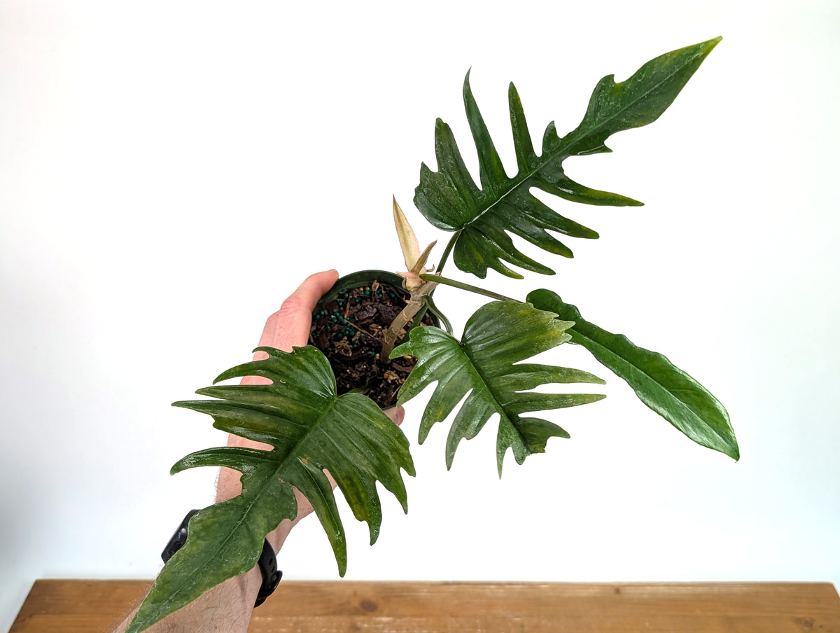 Philodendron Florida Beauty x Tortum (Green) Exact Plant #37A