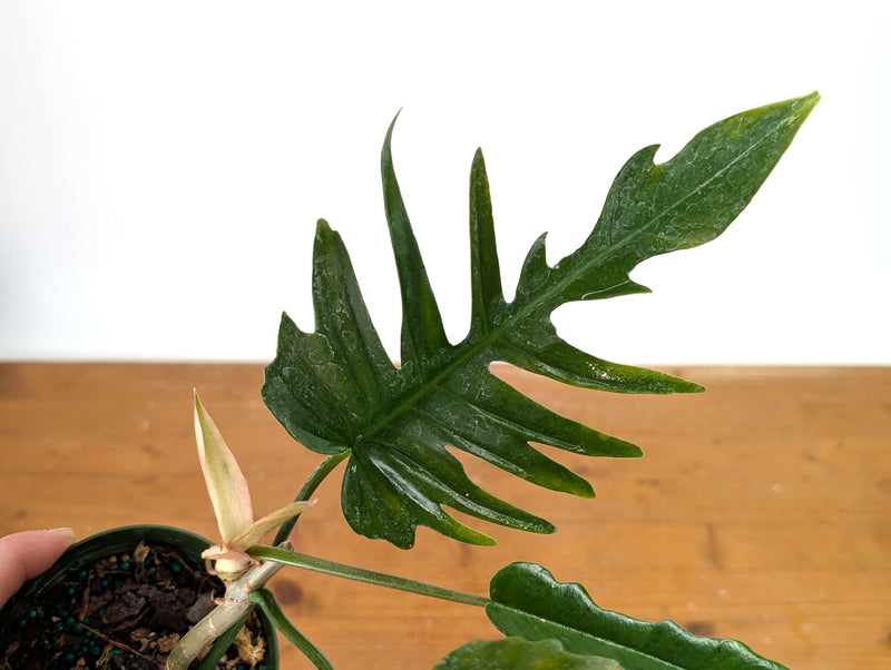 Philodendron Florida Beauty x Tortum (Green) Exact Plant #37A