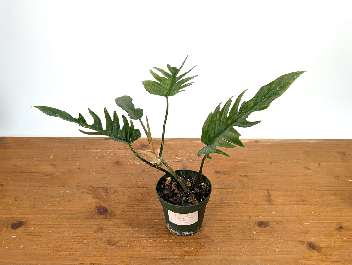 Philodendron Florida Beauty x Tortum (Green) Exact Plant #37A