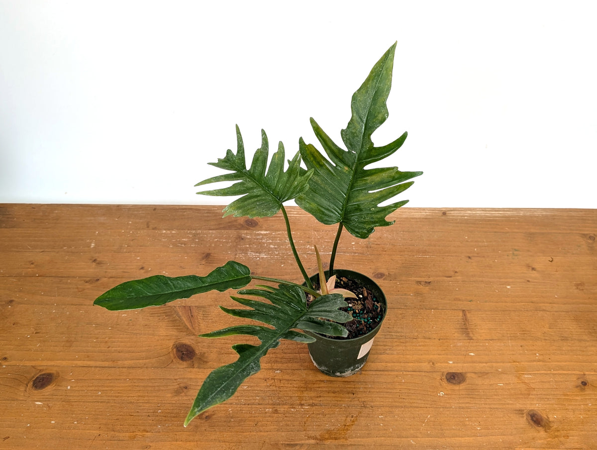 Philodendron Florida Beauty x Tortum (Green) Exact Plant #37A