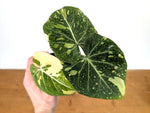 Philodendron Gloriosum Variegated - Exact Plant #13A