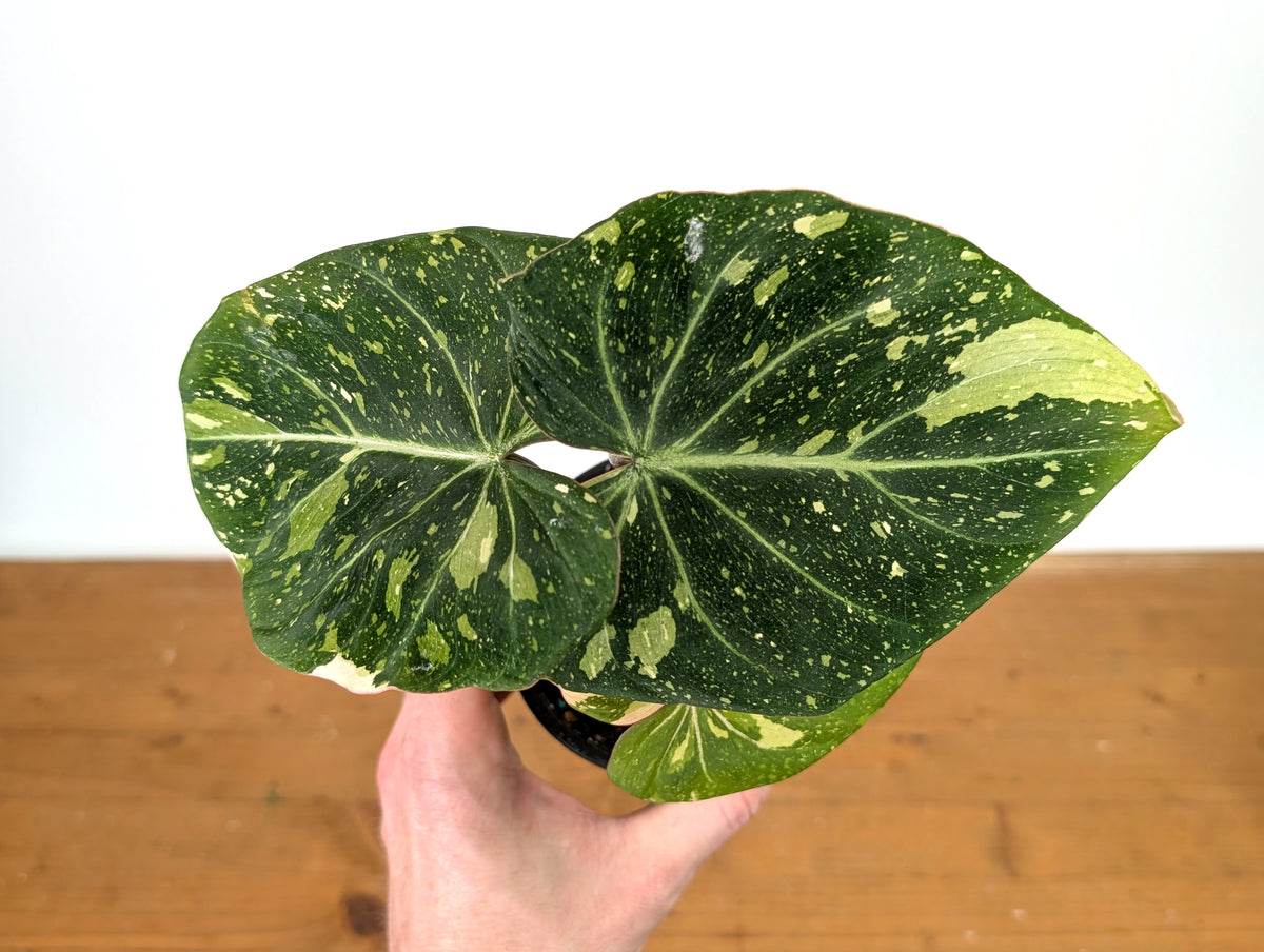 Philodendron Gloriosum Variegated - Exact Plant #13A
