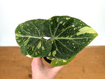 Philodendron Gloriosum Variegated - Exact Plant #13A