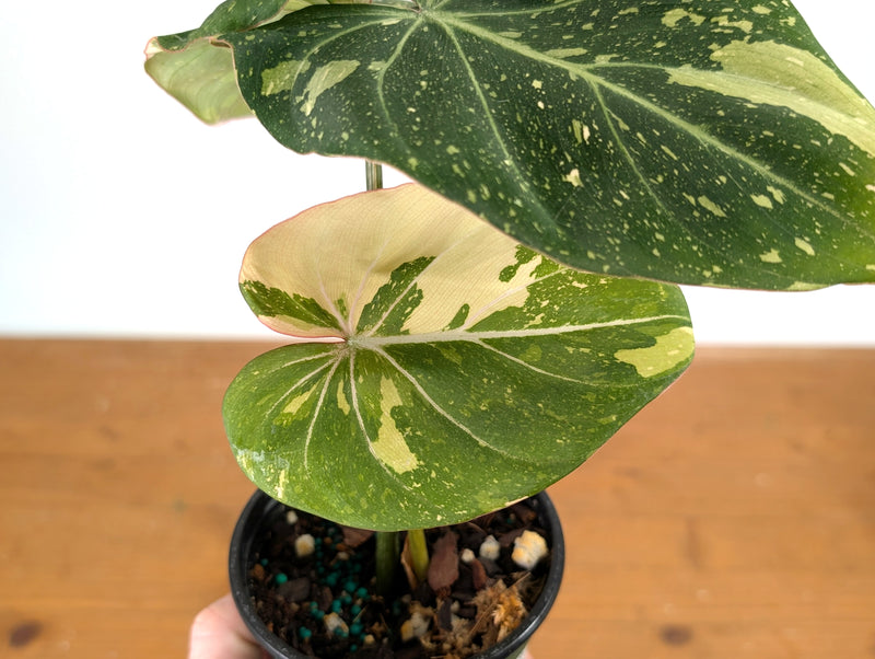 Philodendron Gloriosum Variegated - Exact Plant #13A