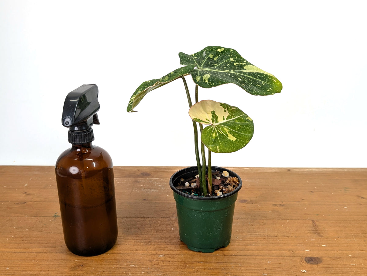 Philodendron Gloriosum Variegated - Exact Plant #13A