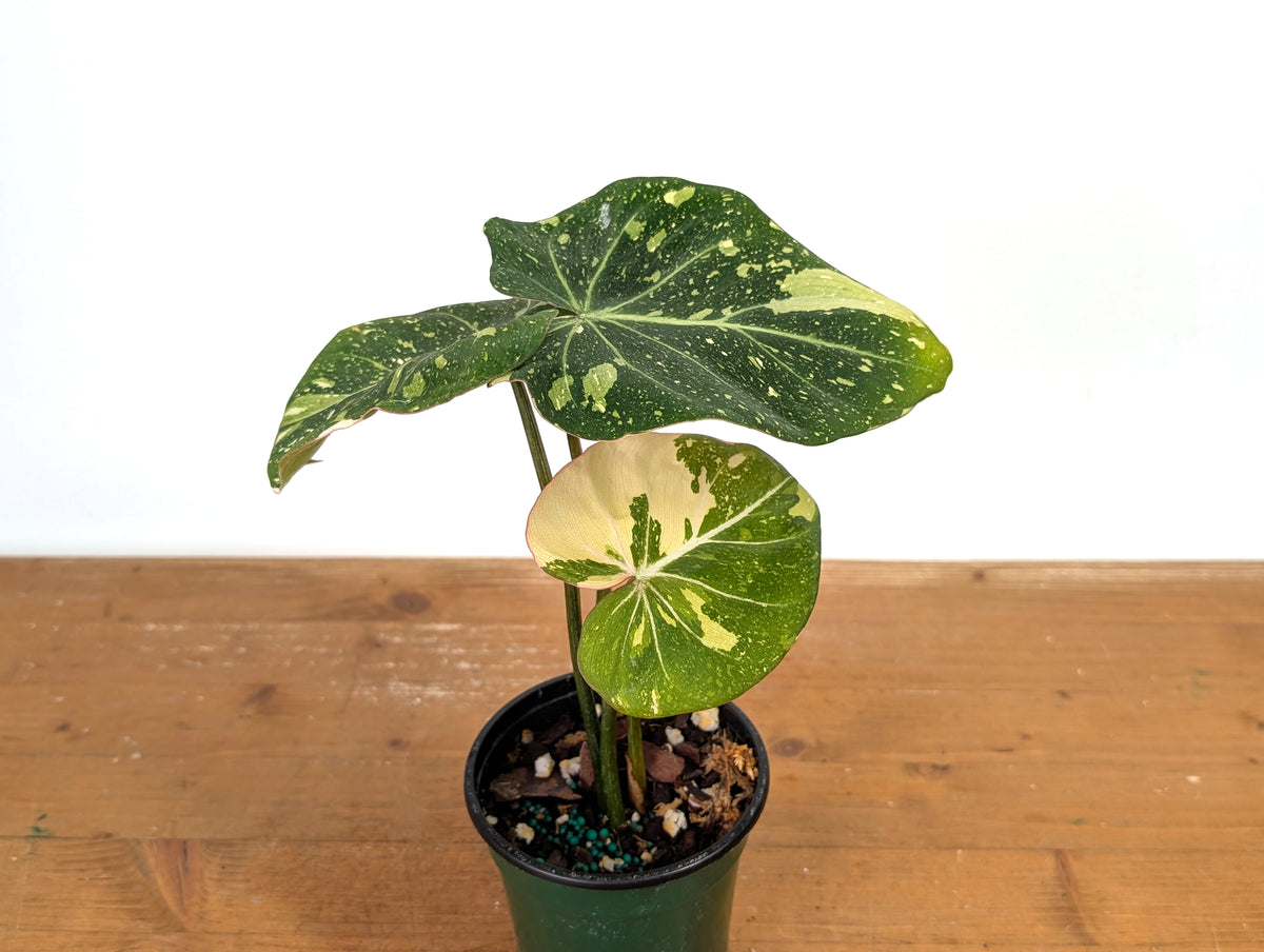 Philodendron Gloriosum Variegated - Exact Plant #13A