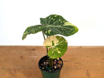 Philodendron Gloriosum Variegated - Exact Plant #13A