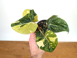 Philodendron Gloriosum Variegated - Exact Plant #13B