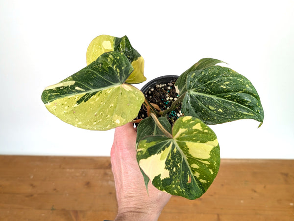 Philodendron Gloriosum Variegated - Exact Plant #13B