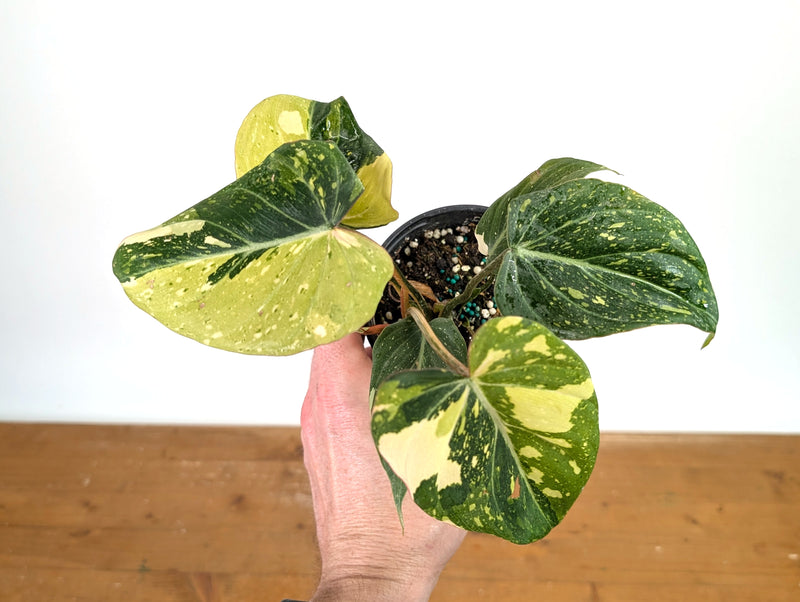 Philodendron Gloriosum Variegated - Exact Plant #13B