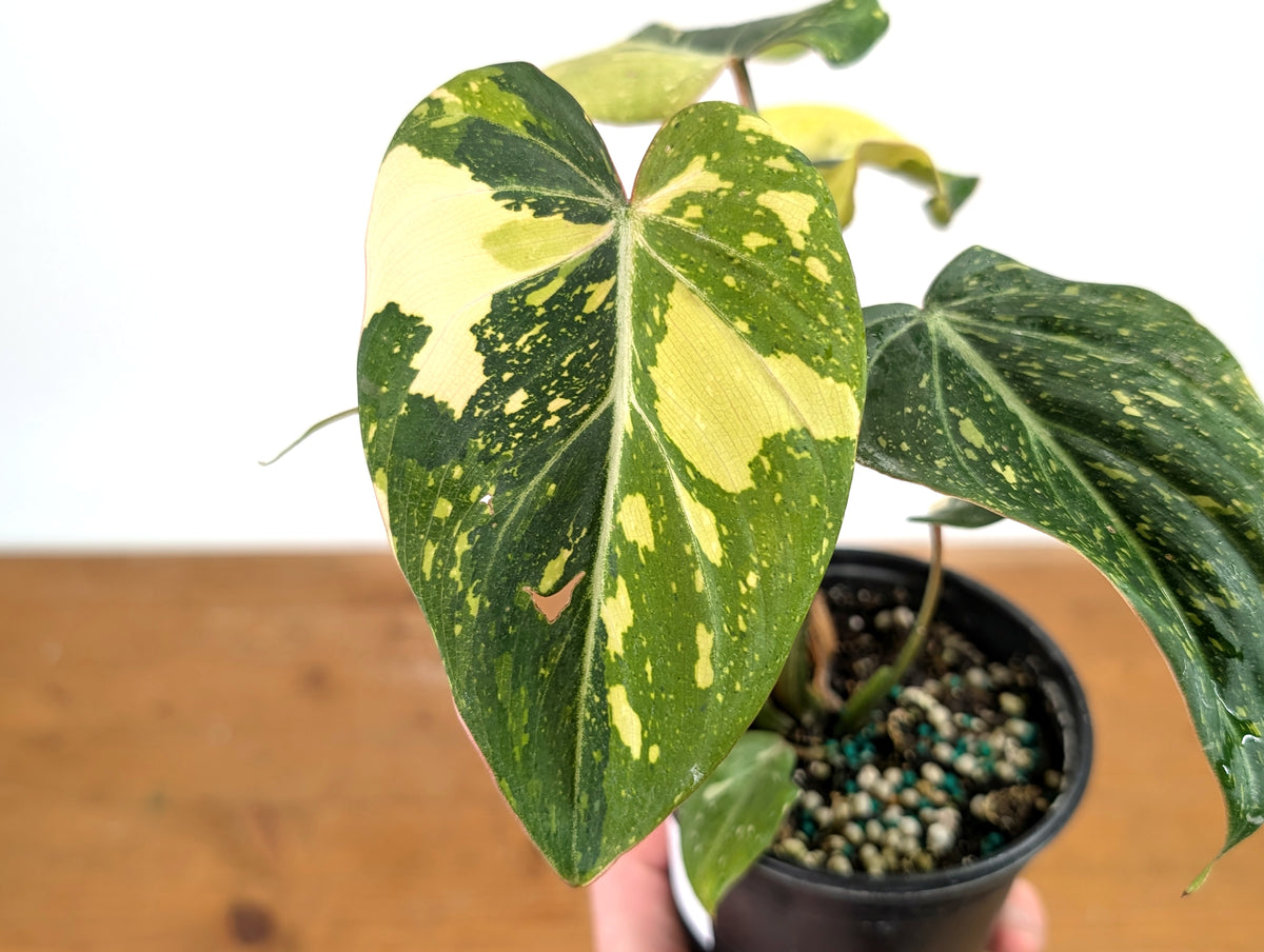 Philodendron Gloriosum Variegated - Exact Plant #13B