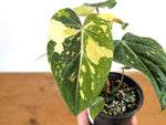Philodendron Gloriosum Variegated - Exact Plant #13B