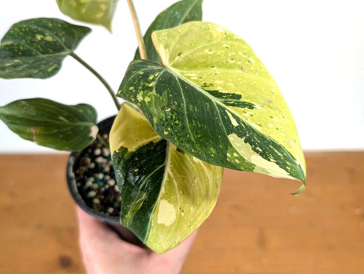 Philodendron Gloriosum Variegated - Exact Plant #13B