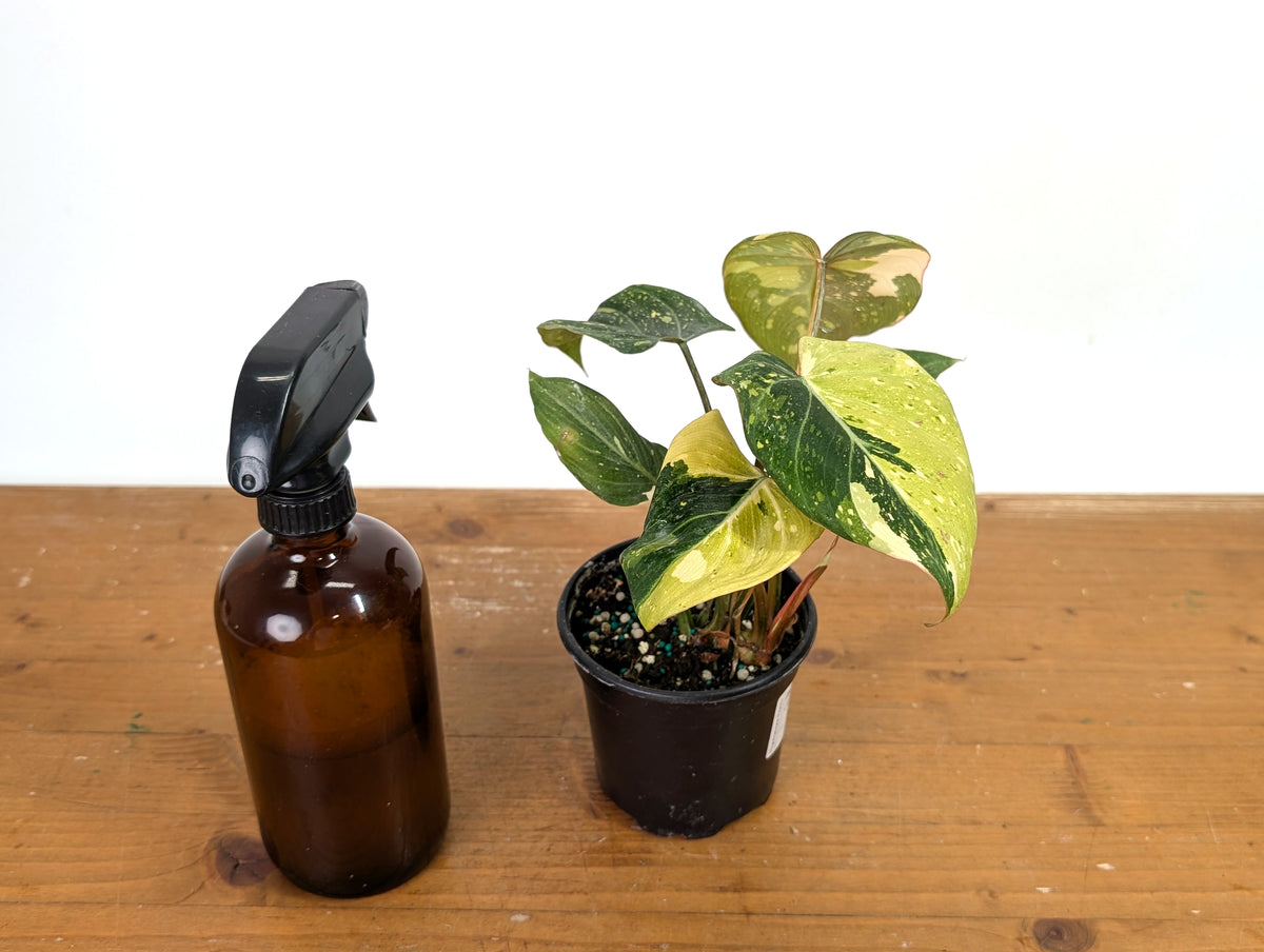 Philodendron Gloriosum Variegated - Exact Plant #13B