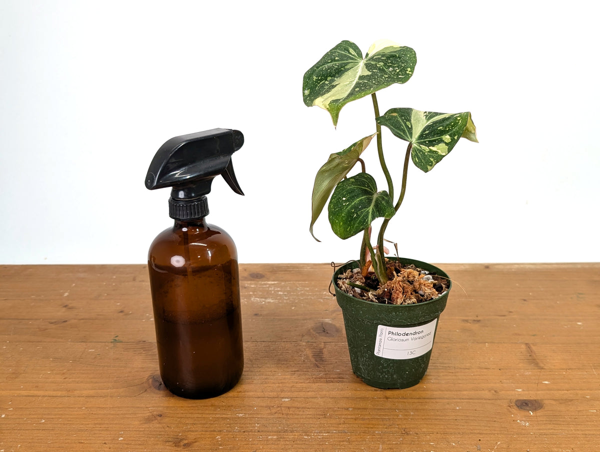 Philodendron Gloriosum Variegated - Exact Plant #13C