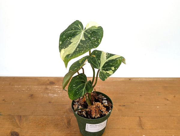 Philodendron Gloriosum Variegated - Exact Plant #13C