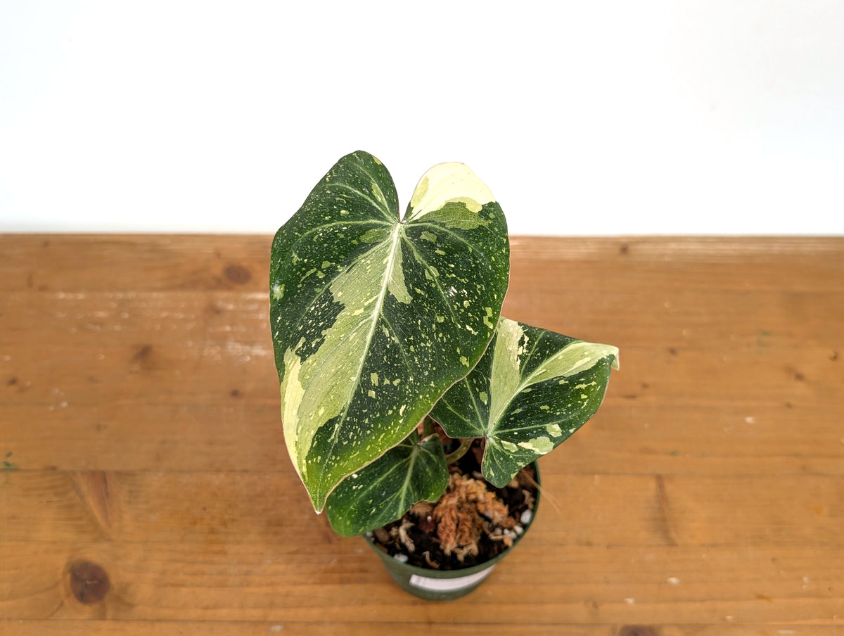 Philodendron Gloriosum Variegated - Exact Plant #13C