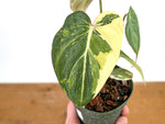 Philodendron Gloriosum Variegated - Exact Plant #13D
