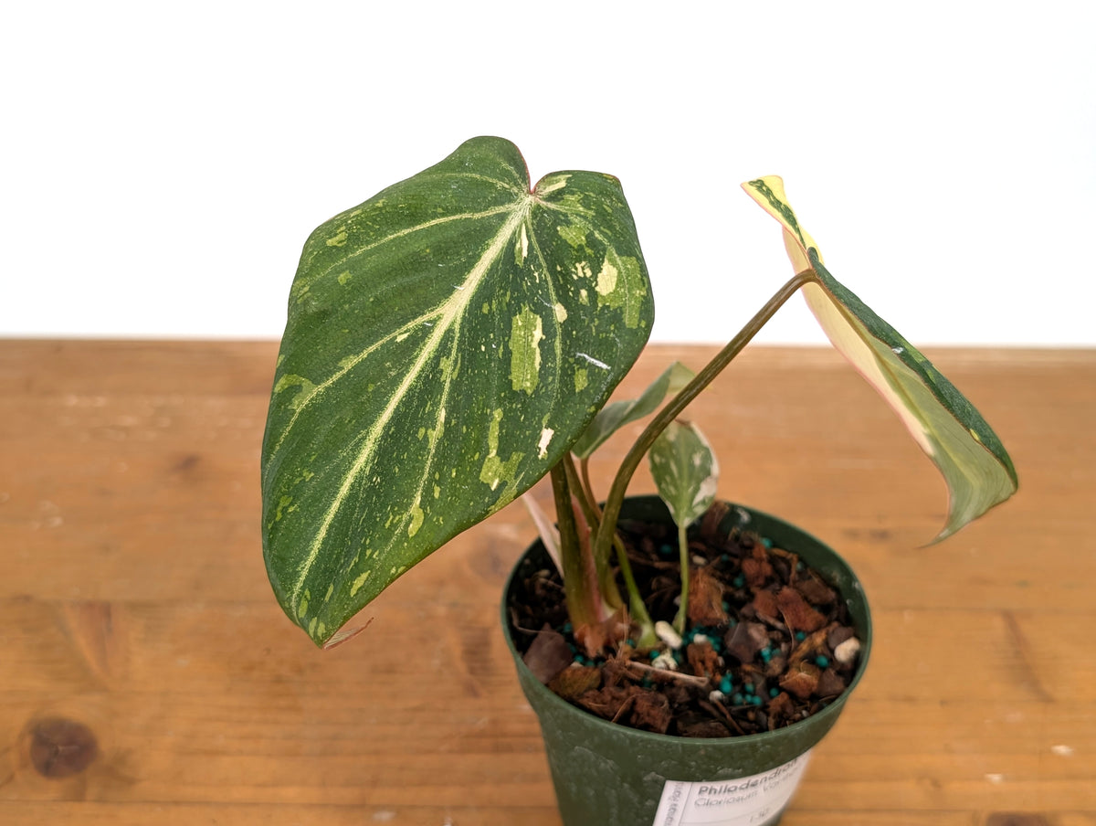Philodendron Gloriosum Variegated - Exact Plant #13D