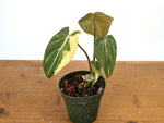 Philodendron Gloriosum Variegated - Exact Plant #13D