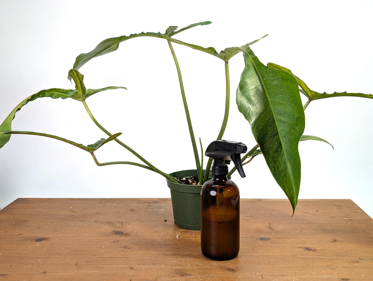 Philodendron Joepii Variegated Aurea - Exact Plant #13A