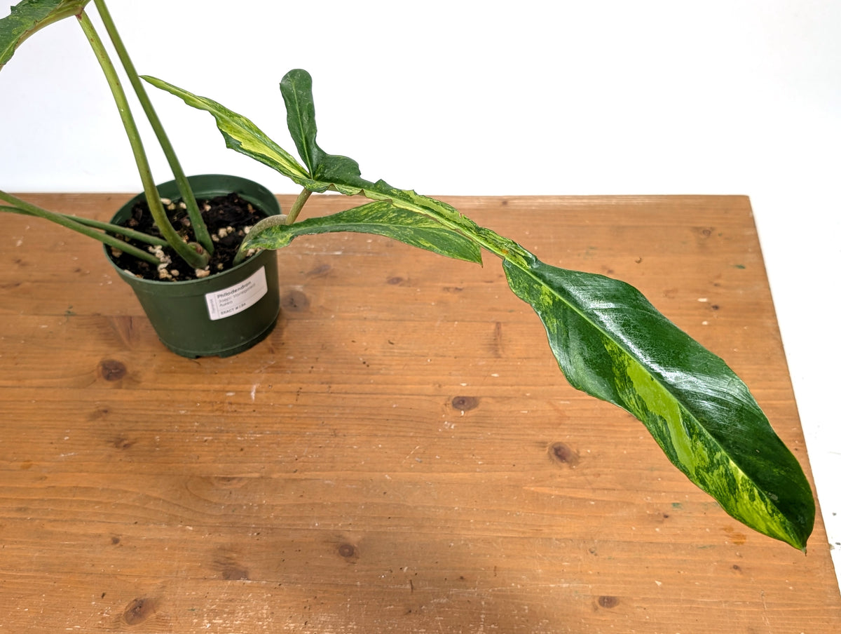 Philodendron Joepii Variegated Aurea - Exact Plant #13A
