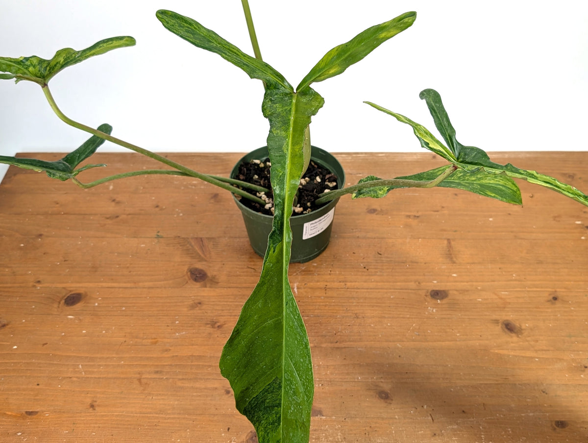 Philodendron Joepii Variegated Aurea - Exact Plant #13A