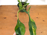 Philodendron Joepii Variegated Aurea - Exact Plant #13A