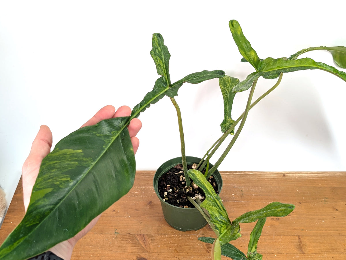 Philodendron Joepii Variegated Aurea - Exact Plant #13A
