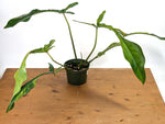 Philodendron Joepii Variegated Aurea - Exact Plant #13A