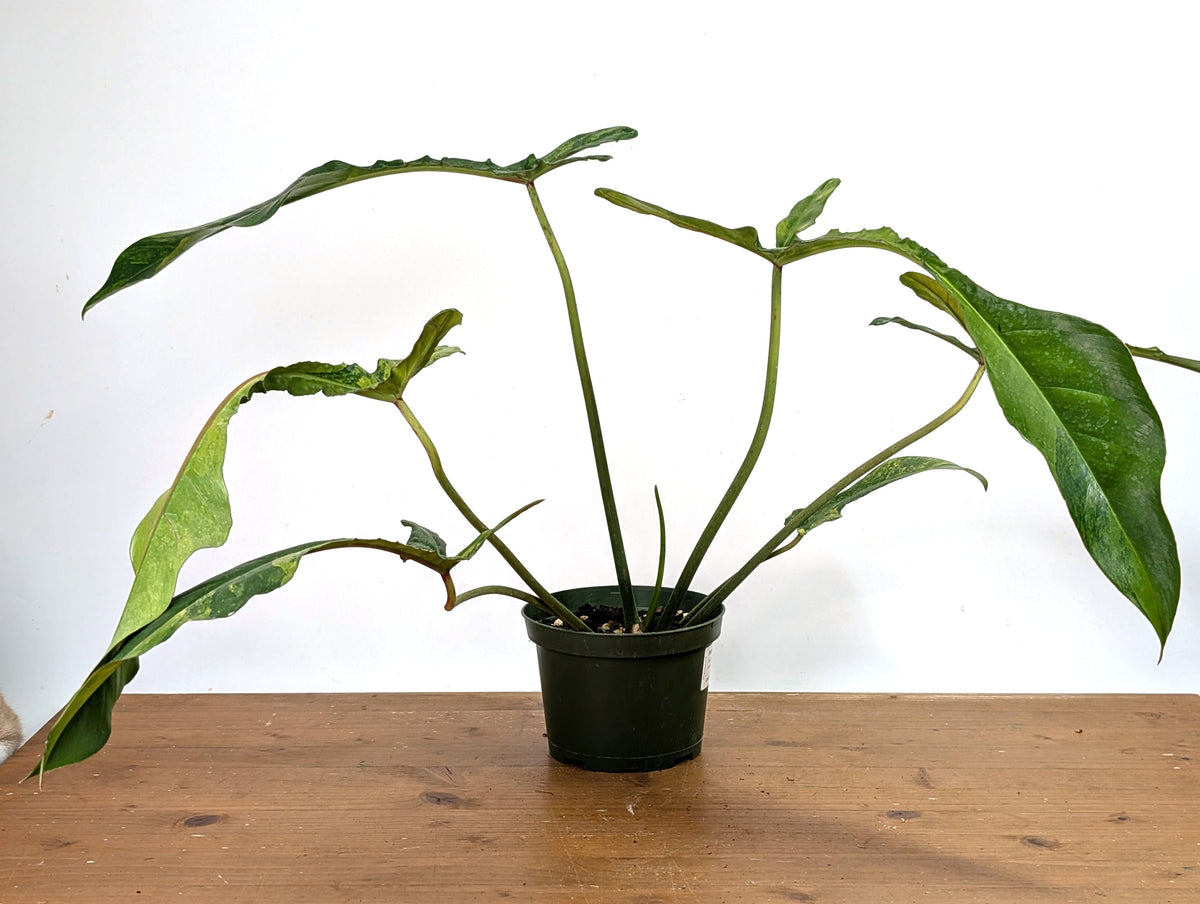 Philodendron Joepii Variegated Aurea - Exact Plant #13A