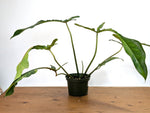 Philodendron Joepii Variegated Aurea - Exact Plant #13A