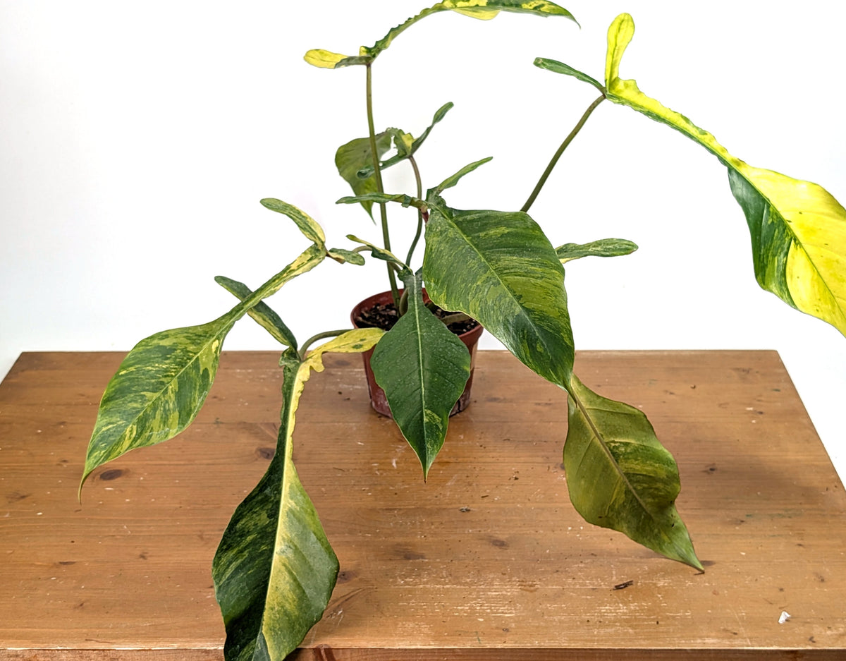 Philodendron Joepii Variegated Aurea - Exact Plant #13B