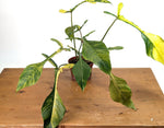 Philodendron Joepii Variegated Aurea - Exact Plant #13B