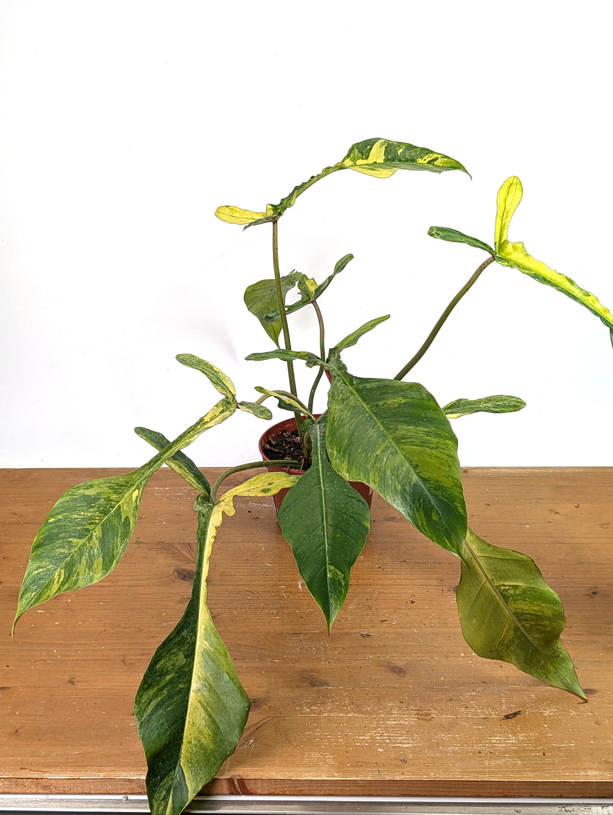 Philodendron Joepii Variegated Aurea - Exact Plant #13B