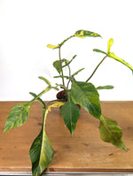 Philodendron Joepii Variegated Aurea - Exact Plant #13B