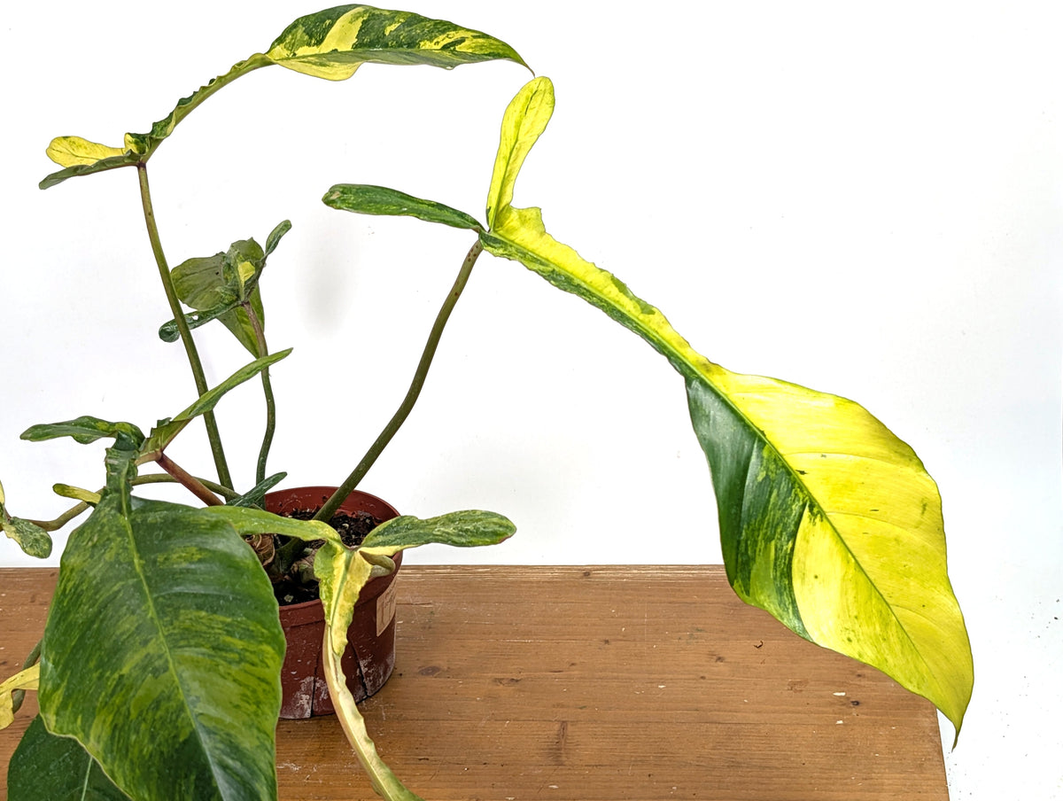 Philodendron Joepii Variegated Aurea - Exact Plant #13B