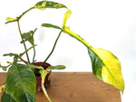 Philodendron Joepii Variegated Aurea - Exact Plant #13B