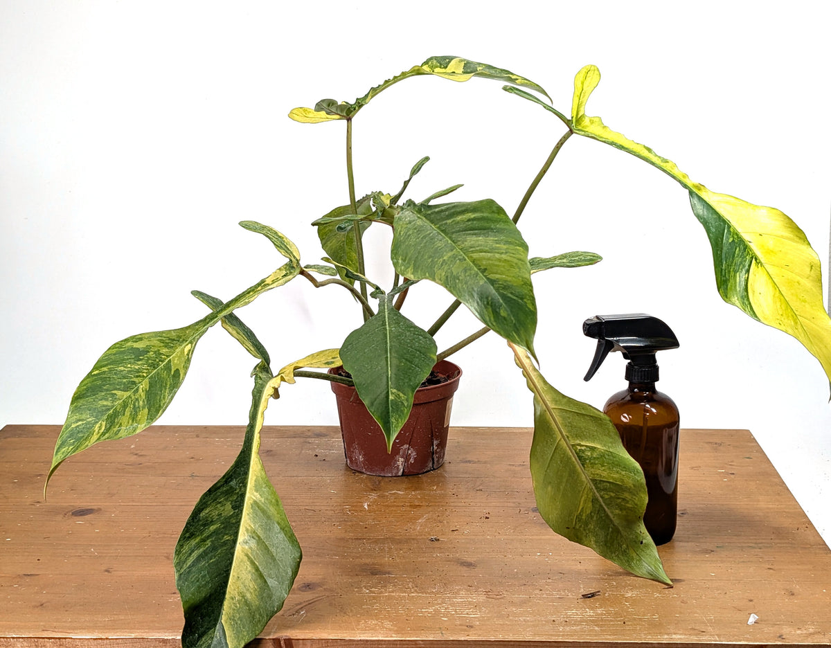 Philodendron Joepii Variegated Aurea - Exact Plant #13B