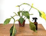 Philodendron Joepii Variegated Aurea - Exact Plant #13B