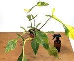 Philodendron Joepii Variegated Aurea - Exact Plant #13B