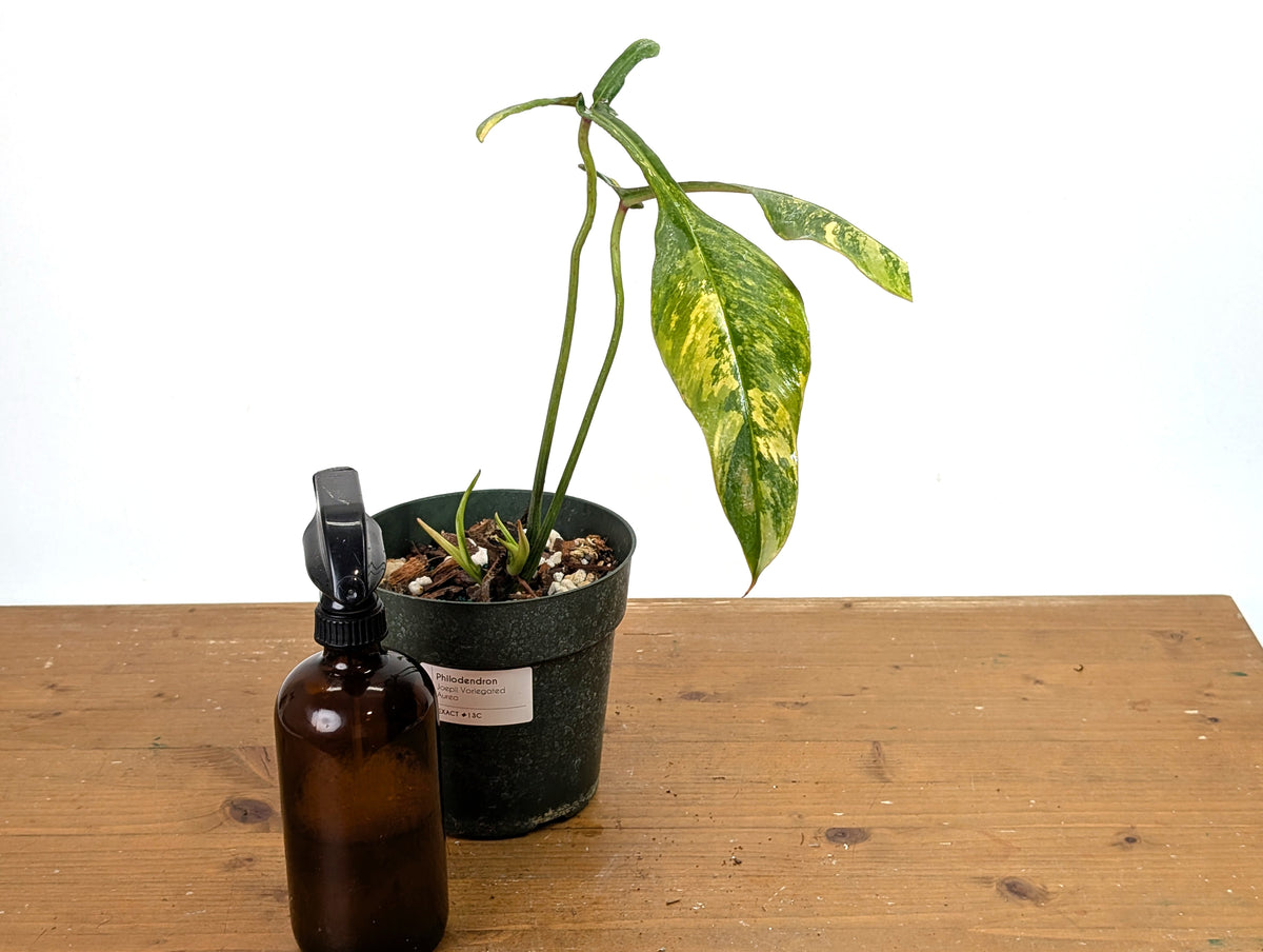 Philodendron Joepii Variegated Aurea - Exact Plant #13C