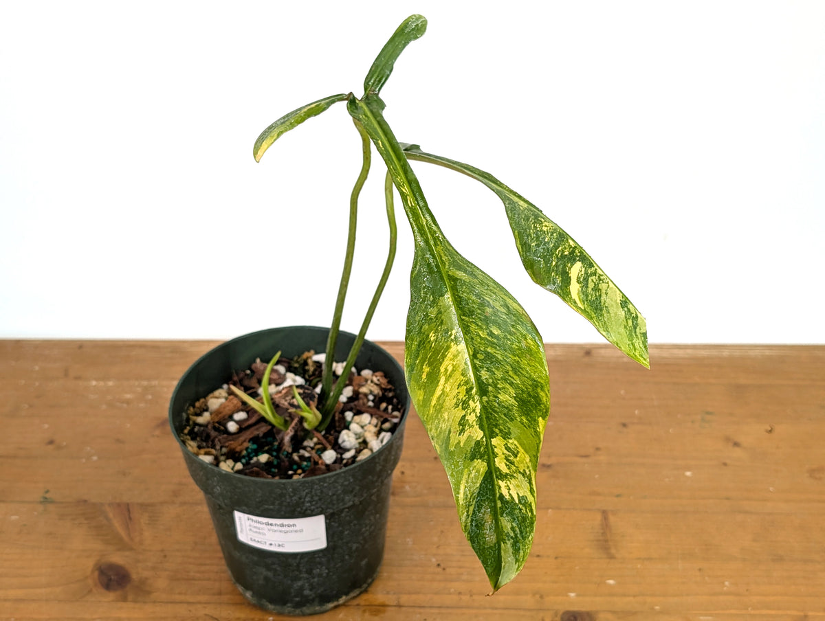 Philodendron Joepii Variegated Aurea - Exact Plant #13C