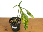 Philodendron Joepii Variegated Aurea - Exact Plant #13C