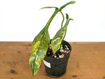 Philodendron Joepii Variegated Aurea - Exact Plant #13C
