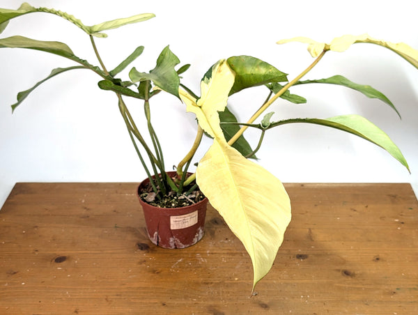 Philodendron Joepii Variegated Mint - Exact Plant #13A