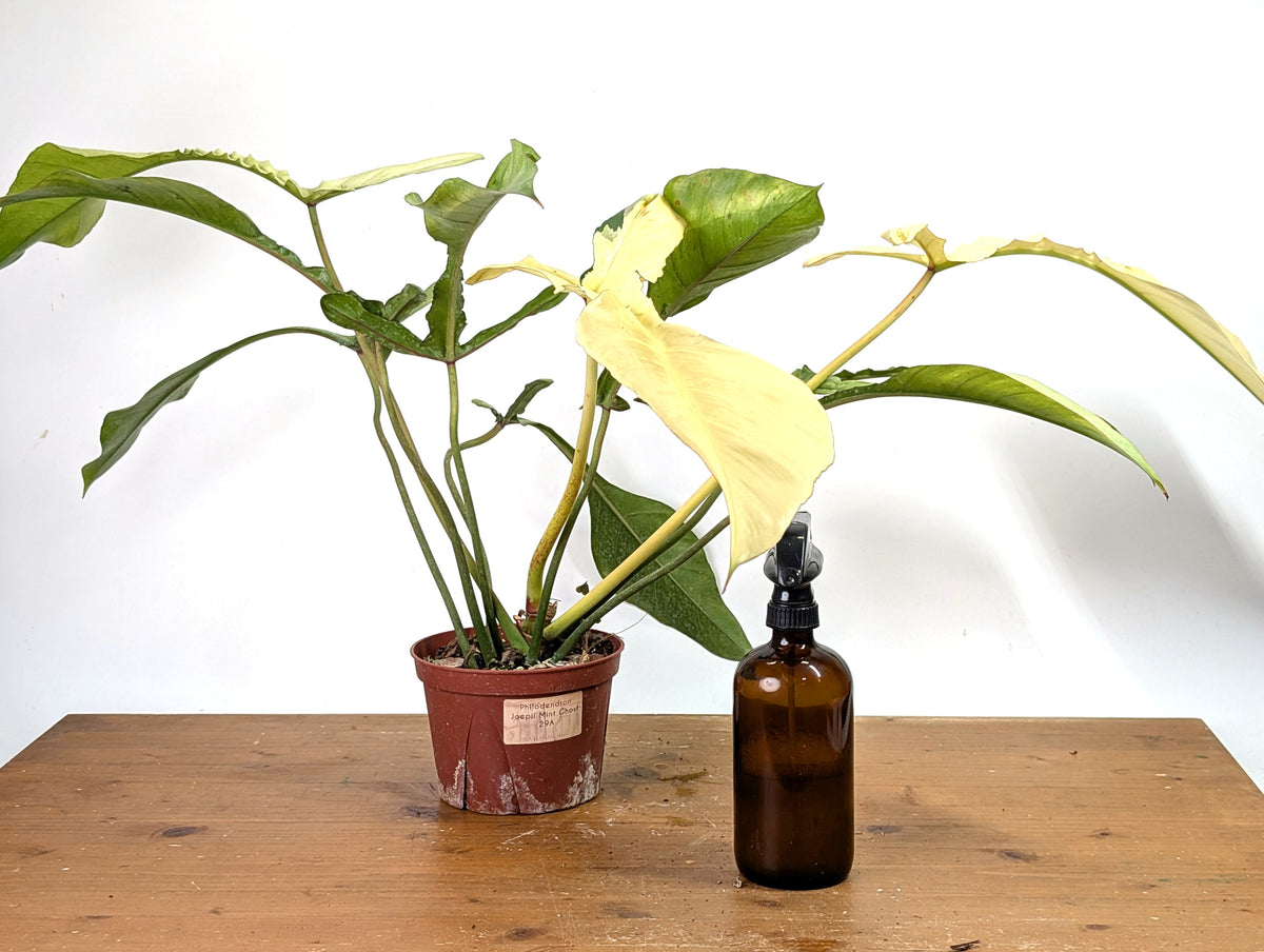 Philodendron Joepii Variegated Mint - Exact Plant #13A